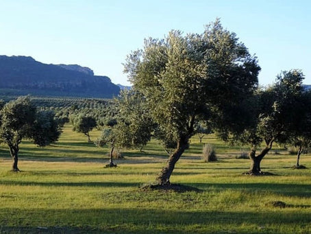 Liquid Gold Down Under: Discover the Benefits of Australian Organic Olive Oil in CannonBalm Products