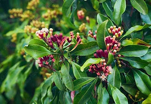 The Healing Power of Australian Certified Organic Clove Oil in CannonBalm Products